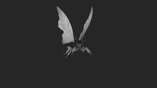 Moth Startled And Walk 4 In 1