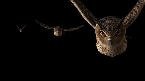 Owl Flying to Camera