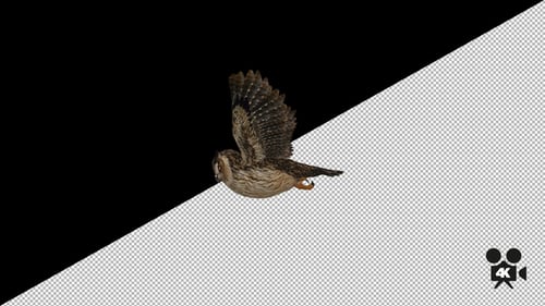 4K Owl Flying