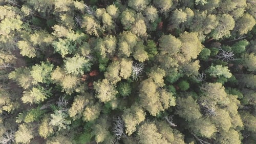Flying Over the Siberian Taiga in the Natural Reserve Stolby