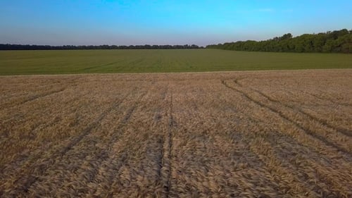 Aerial Shot a Wheat Field