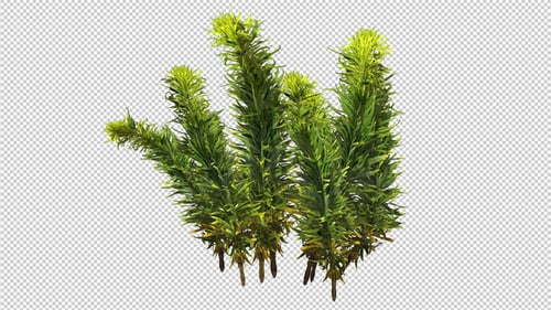 Plants