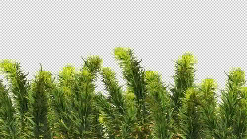 Glade Of Green Plants