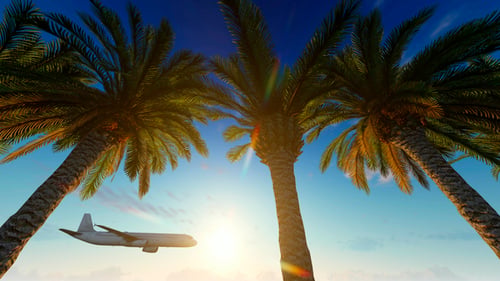 Airplane Flying Over Tropical Palm Tree