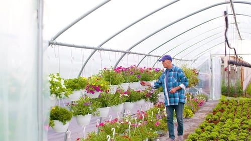 Man Tending to Flowers in Greenhouse