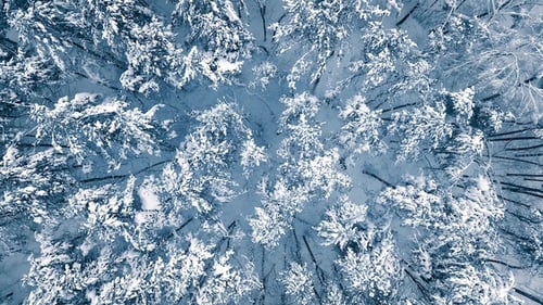 Verschneite Zweige im Wald. Winterfee-Hintergrund