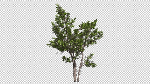 Green Tree Growth Time Lapse Animation