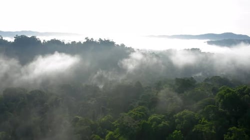 Aerial view over tropical forest, a long video showing a variety of trees