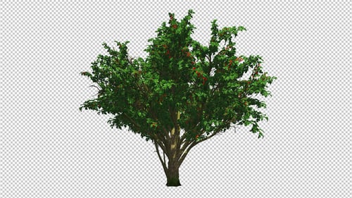 Garten-Baum