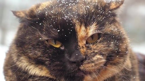 Angry Hissing Cat at Winter