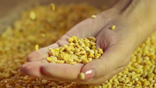 Seleccionar grano de guisante cayendo en la mano femenina