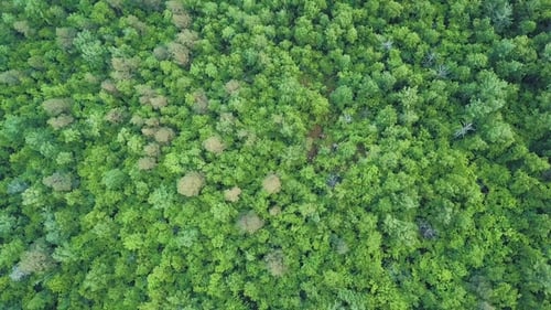 Aerial of Flying Over a Beautiful Green Forest in a Rural Landscape, Vermont, USA