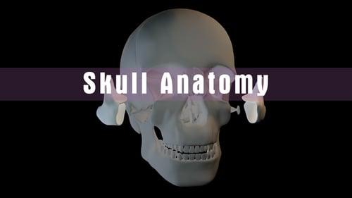 Anatomie du