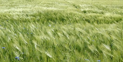 Green Wheat Field Swaying in Wind