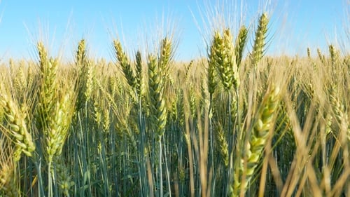 Yellow Field of Rye