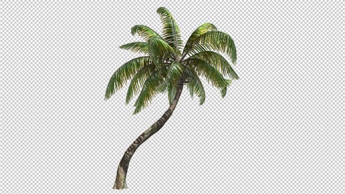 Realistic Swaying Palm Tree Animation