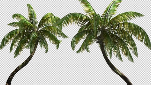 Swaying Palm Tree with Alpha Channel