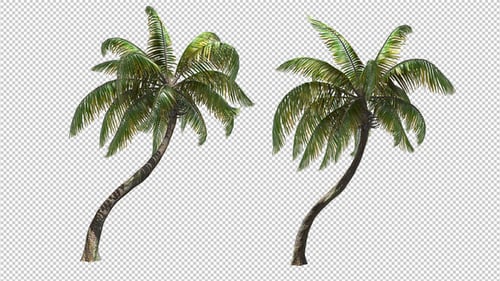Swaying Tropical Palm Tree with Alpha Channel