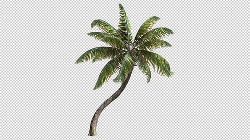 Growing Palm Tree Animation with Alpha Channel
