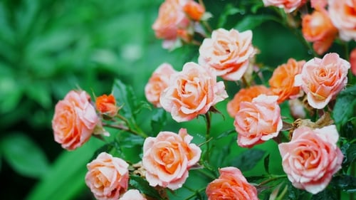 Wunderschöner Rosenstrauch im Garten. Fließender Regen nährt den Boden für Blumen, die im Hof wachsen