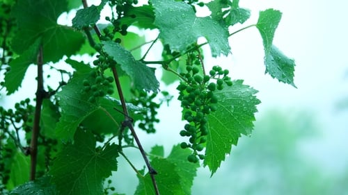 Summer Rain in the Forest Drops of Water Drip From Green Leaves of Grape Vine
