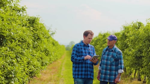 Researcher Examining Leaves While Colleague Using Digital Tablet