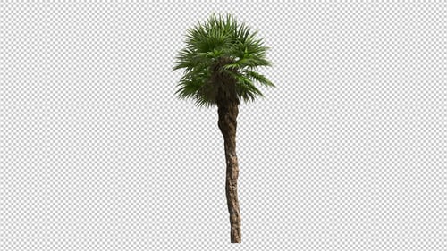 Growing Palm Tree Time-lapse Animation