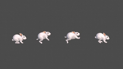 White Rabbit Jumping