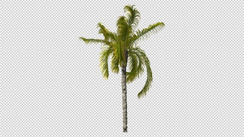 Realistic Animated Palm Tree Swaying in Wind with Alpha Channel