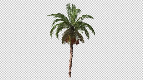 Realistic Swaying Palm Tree Loop