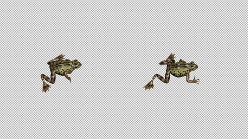 Frog Walk Top