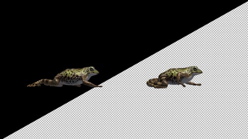 Frog Walk Side