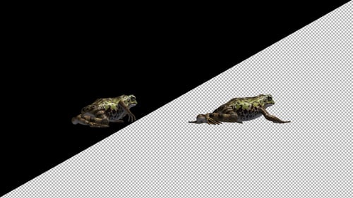 Frog Walk Back Side