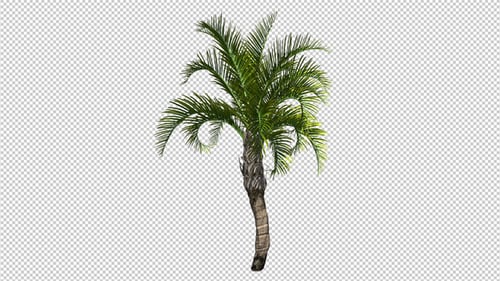 Animated Green Palm Tree Gently Swaying with Alpha Channel