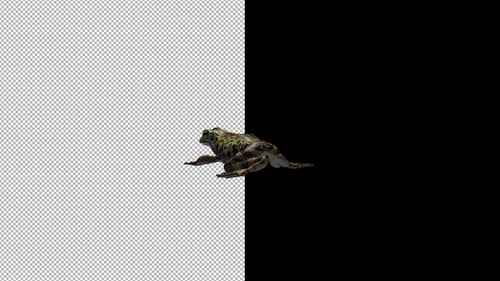 Frog Back View