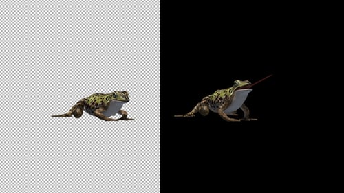 Realistic Green Frog Croaking Animation with Alpha Channel