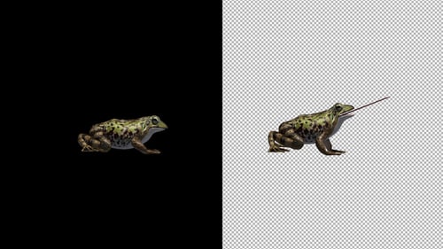 Frog Catching Side View