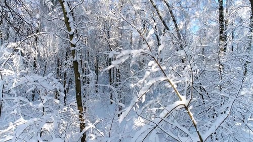 Snowy Branches in Forest. Winter Fairy Background