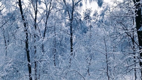Snowy Branches in Forest. Winter Fairy Background