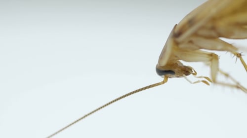 Nid de cafards morts. Les cafards meurent comme un nid dense et quelqu'un qui marche.