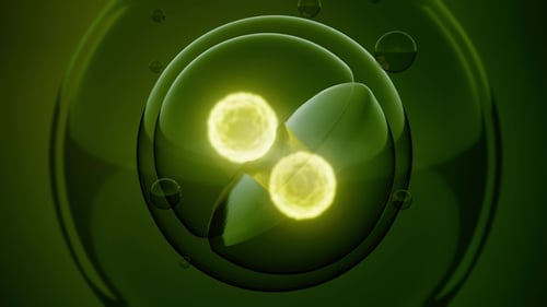 Rotate Cell Division