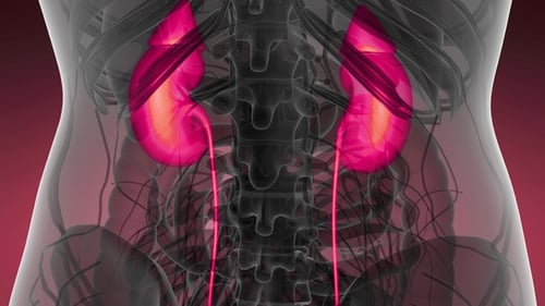 Anatomie-Scan der menschlichen Nieren