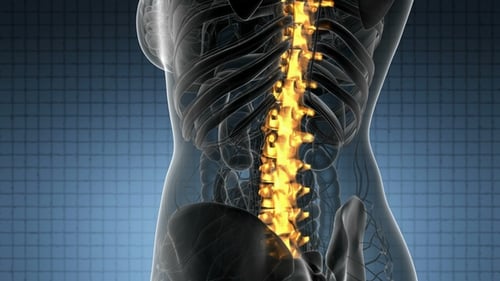 Animated 3D Human Spine Scan with Glowing Vertebrae