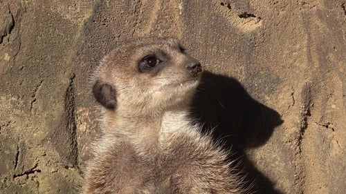 Cinemagraph eines alarmierten Erdmännchens, Suricata Suricatta, Auf der Hut stehend