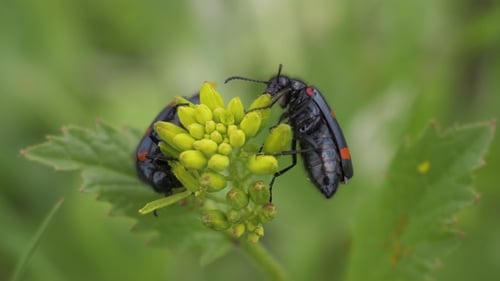 Zwei Mylabris-Käfer fressen gelbe Blüten
