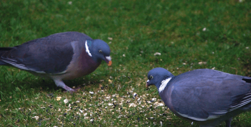 Paire de pigeons ramiers