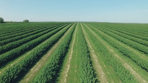 Aerial View of Spring Fields, Backgropund