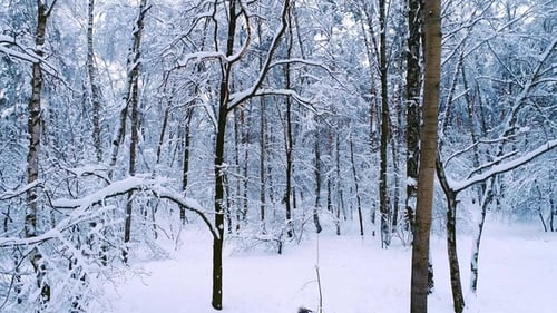 Snowy Branches in Forest. Winter Fairy Background