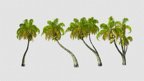 Animated Realistic Swaying Palm Trees with Alpha Channel