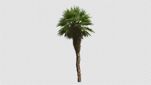 Eastern Palm Tree With Alpha Channel